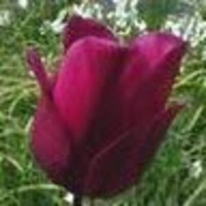 Meet your Posher, Teresa